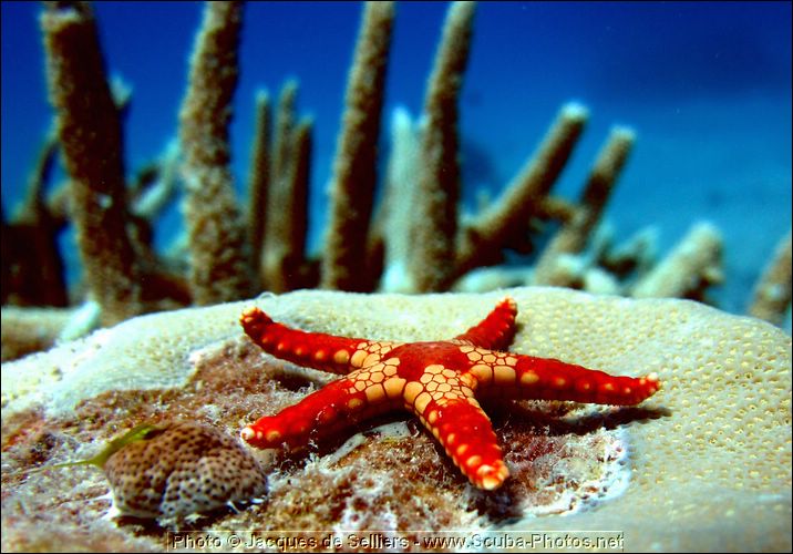 3-starfish-1187c1m2--great-barrier-reef.jpg