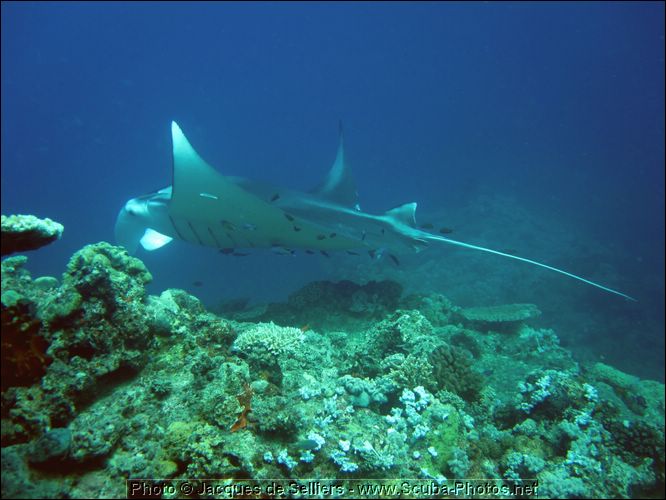 8-manta-ray-5186-m3-great-barrier-reef.jpg