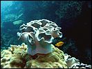 1-coral-0804-m2-great-barrier-reef.jpg