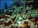 1-coral-1283-m1-great-barrier-reef.jpg