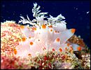 2-nudibranch-5027-c1-great-barrier-reef.jpg