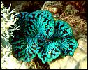 3-giant-clams-tridacna-1227-c1-great-barrier-reef.jpg
