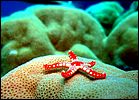 3-starfish-1175-c1-great-barrier-reef.jpg