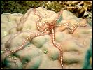 3-starfish-brittle-1254-m2-great-barrier-reef.jpg