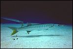 5-barracuda-1120-c1m4-great-barrier-reef.jpg