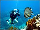 5-batfish-platax-0856-m1-great-barrier-reef.jpg