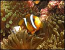5-clownfish-1333-c1-great-barrier-reef.jpg