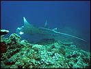 8-manta-ray-5186-m3-great-barrier-reef.jpg