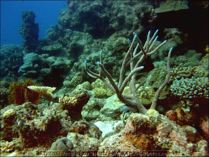 1-coral-1283-m1-great-barrier-reef.jpg