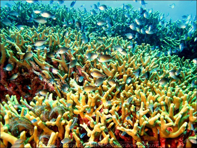 1-coral-4960-m1-great-barrier-reef.jpg