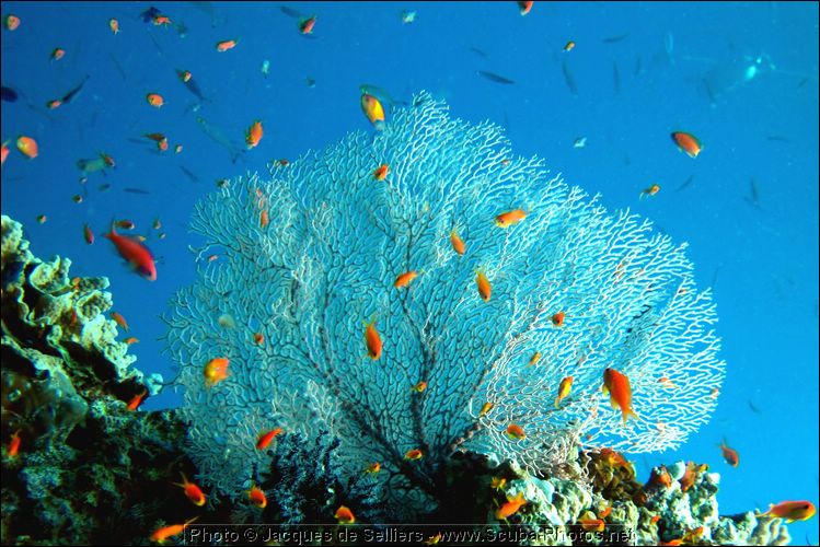 1-coral-4975-c1m1-great-barrier-reef.jpg