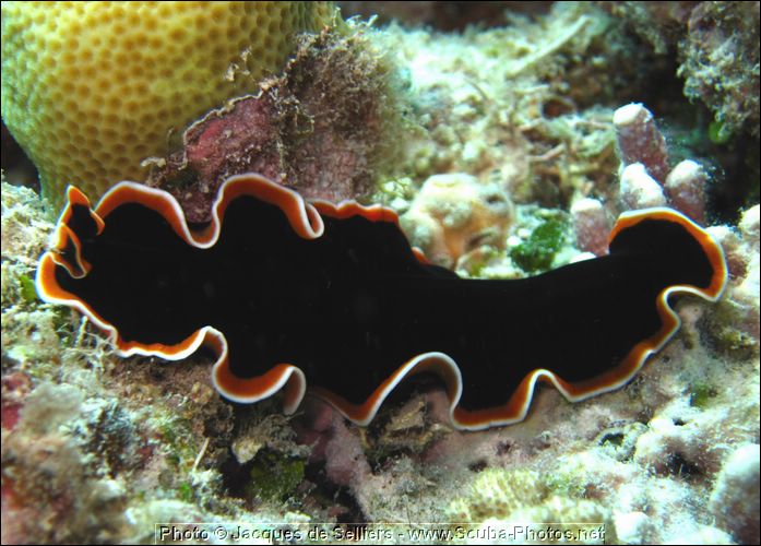2-nudibranch-1017-c1-great-barrier-reef.jpg