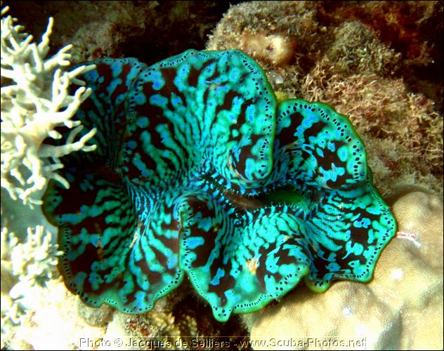 3-giant-clams-tridacna-1227-c1-great-barrier-reef.jpg