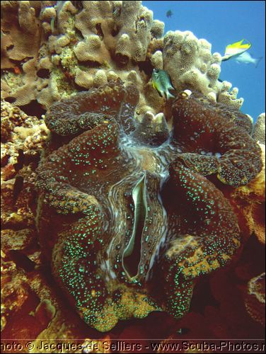 3-giant-clams-tridacna-1350-m2-great-barrier-reef.jpg