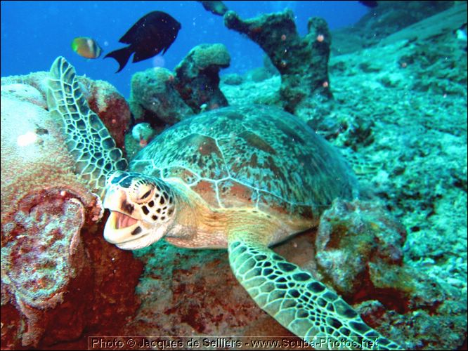 3-turtle-5040-m1-great-barrier-reef.jpg