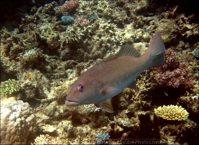 5--0968-c1m1-great-barrier-reef.jpg