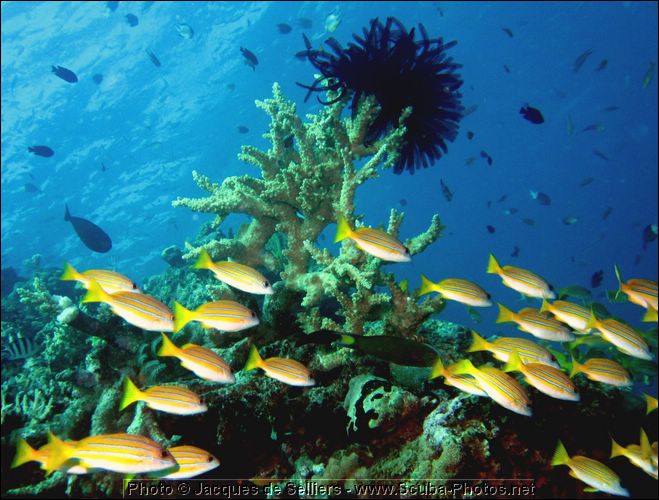 5--4991-m2c1-great-barrier-reef.jpg