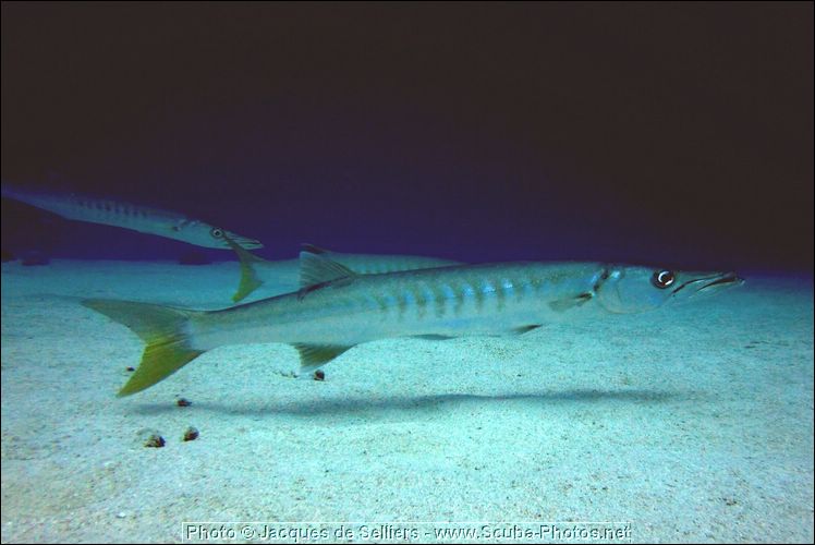 5-barracuda-1120-c1m4-great-barrier-reef.jpg
