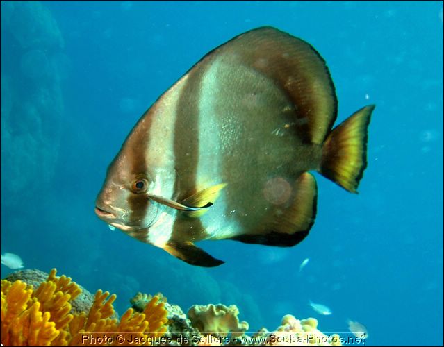 5-batfish-platax-0855-c1m1-great-barrier-reef.jpg