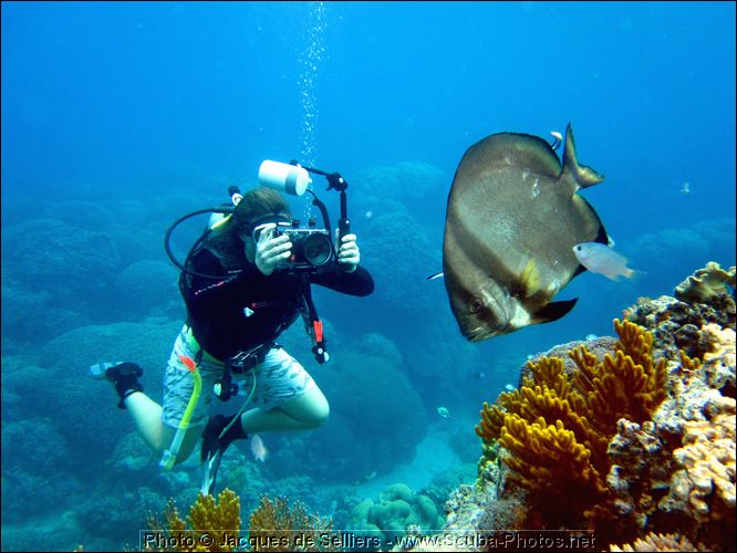 5-batfish-platax-0856-m1-great-barrier-reef.jpg