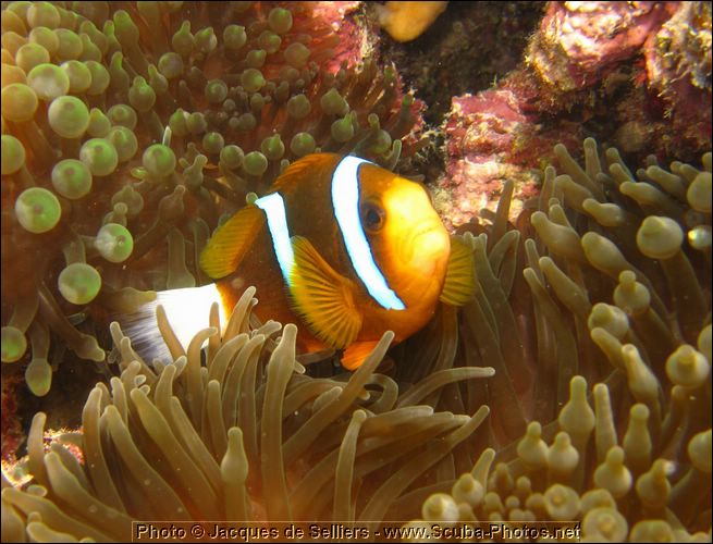 5-clownfish-1333-c1-great-barrier-reef.jpg