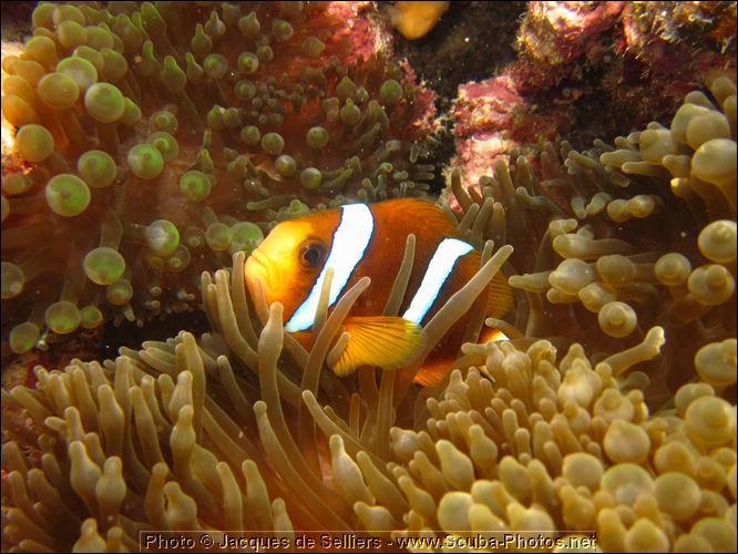 5-clownfish-1336-great-barrier-reef.jpg