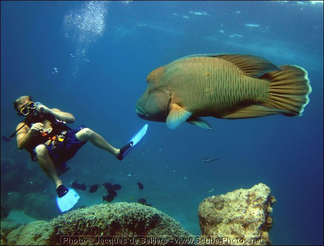 5-napoleon-wrasse-frankie-1092-c1m2-great-barrier-reef.jpg