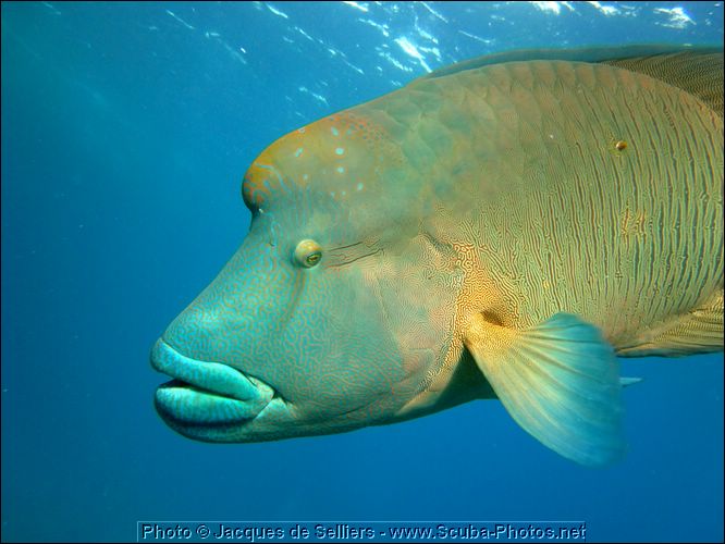 5-napoleon-wrasse-frankie-1096-m1-great-barrier-reef.jpg