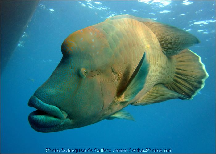5-napoleon-wrasse-frankie-1112-c1-great-barrier-reef.jpg