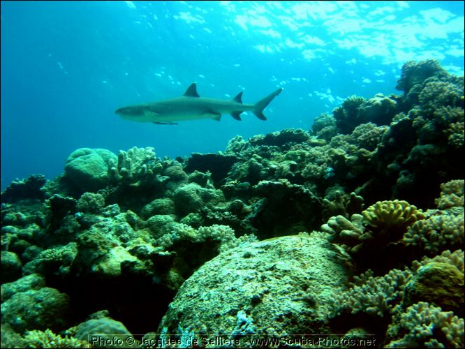 7-whitetip-reef-shark-5136-m1-great-barrier-reef.jpg