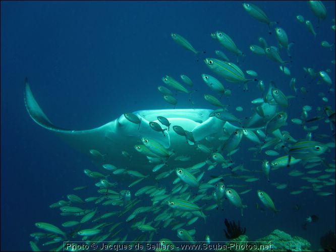 9-manta-ray-5188-m2-great-barrier-reef.jpg