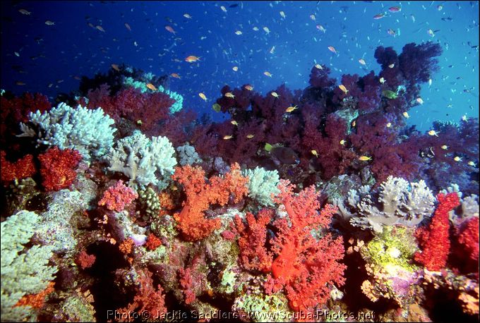 red-sea-1997-28.jpg